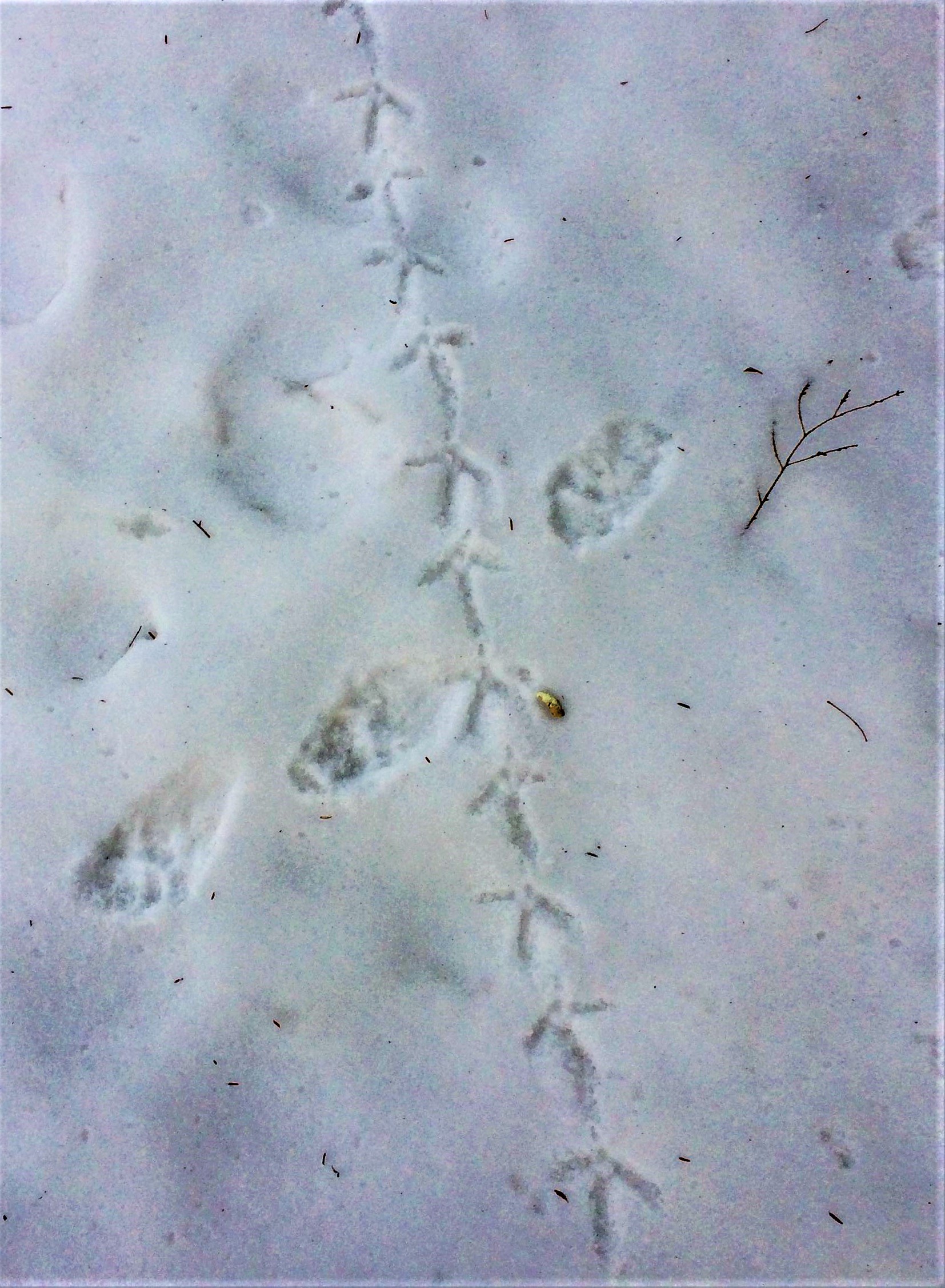 Tracking down animals in winter | News, Sports, Jobs - Vimarsana News
